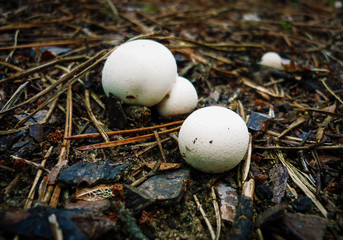 Little mushrooms in the forest