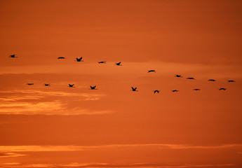 Kraniche bei Sonnenaufgang