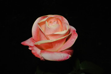 Pink rose at night