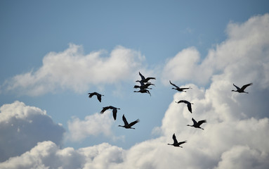Kraniche fliegen