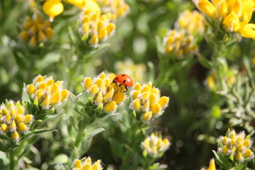 Coccinelle
