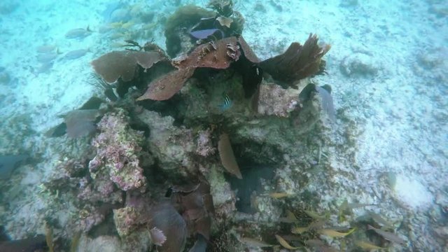 Schools of tropical fish swimming around a coral reef in Riviera Maya Mexico. Slow motion 120fps