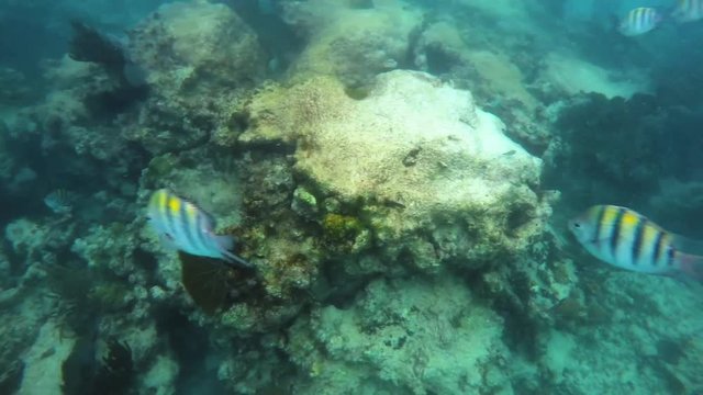 Schools of tropical fish swimming around a coral reef in Riviera Maya Mexico. Slow motion 120fps