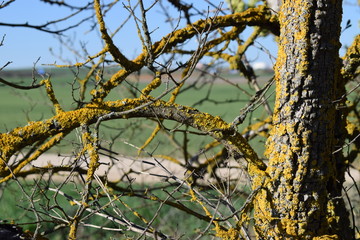 Ramas desnudas y cortezas.