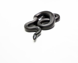 very beautiful real black mexican snake