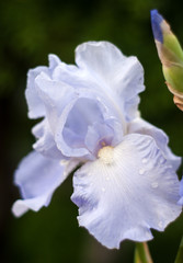Beautiful blue iris flower after rain.