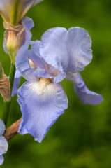 Beautiful blue iris flower after rain.Beautiful blue iris flower after rain.