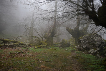 Fototapeta premium Forest in the mist