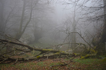 Obraz premium Forest in the mist