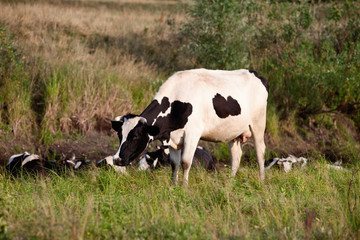 Grazing friesian cow in lush meadow with other cows lying down in background