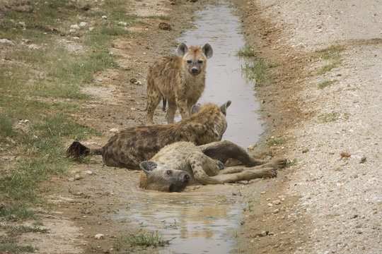 iene in acqua