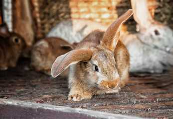eared beautiful redhead in a pretty little rabbit lives in a cage with rabbits