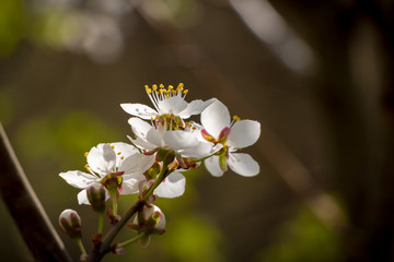 Flowering cherry tree - spring motive with white flowers
