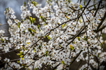 Flowering tree with many white flowers