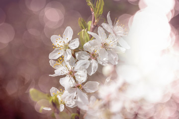 Fototapeta na wymiar Branch of flowering spring tree with white flowers