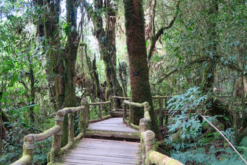 nice path through the highest forest of Thailand