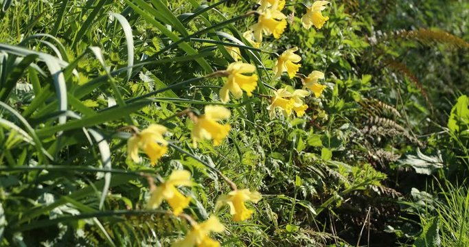 Daffodils in the Spring in an English country lane