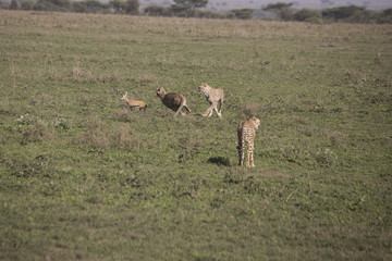 Cheetah training hunt, Serengeti, Tanzania