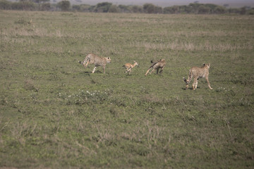 Cheetah training hunt, Serengeti, Tanzania