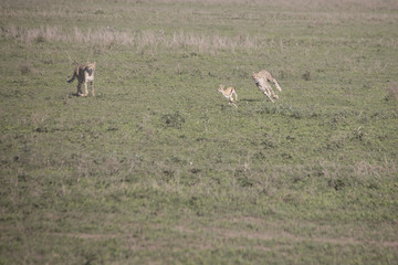 Cheetah training hunt, Serengeti, Tanzania