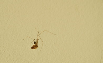 spider feeding and sucking blood of victim insect on net 