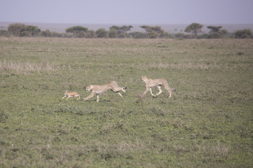 Cheetah training hunt, Serengeti, Tanzania