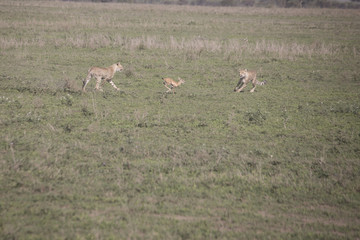 Naklejka na ściany i meble Cheetah training hunt, Serengeti, Tanzania