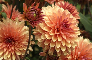 Foto auf Acrylglas Blumen und Pflanzen Lachsrote Dahlie