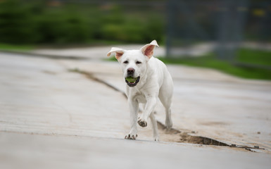 Junger labrador retriever hund welpe mit tennisball im maul rennt mit hochstehenden ohren
