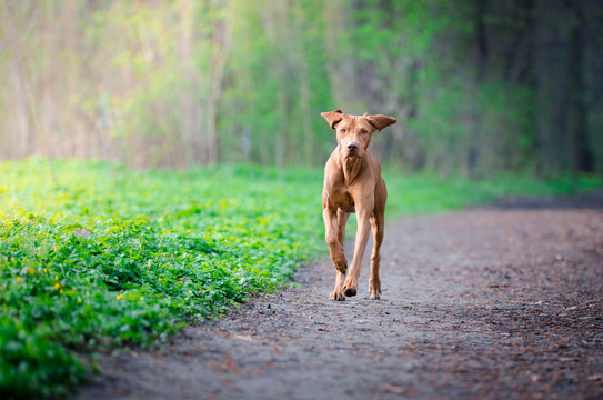 Hungarian hound pointer dog running on the forrest path