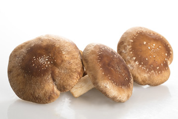 Three Shiitake Mushrooms