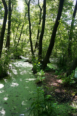 Fototapeta premium Lush green swamp . The sun is peaking through the thick foliage to reveal a gorgeous natural landscape