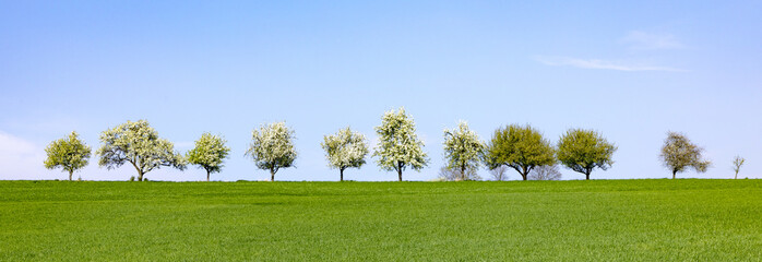 blooming trees in a row at the horizon