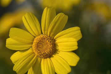 Macro view of fresh yellow daisy blossom.