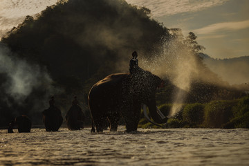 Fototapeta premium elephant bathing