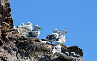 Seagulls on amethyst rock (Kola Peninsula)