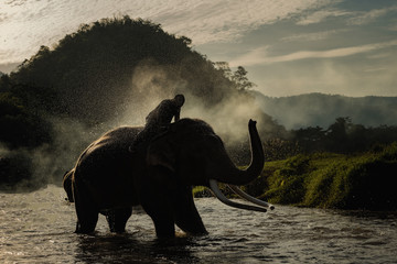 Fototapeta premium elephant bathing