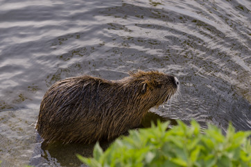 Coypu