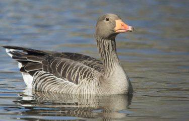 Greylag Goose