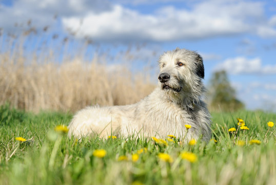 Irish Wolfhound in spring