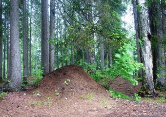 Huge anthill in the forest
