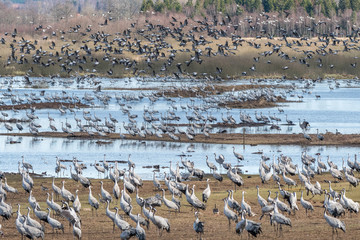 Cranes at Lake Hornborga during migration at springtime in Sweden. During its peak late March – early April up to 20000 cranes can be counted daily.