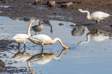 Obraz premium Whooping swans stopping over at world famous Lake Hornborga during migration at springtime in Sweden. Whooping swan is the national bird of Finland.