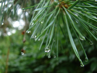 Close up of rain drops on green pine needles with fresh green copyspace