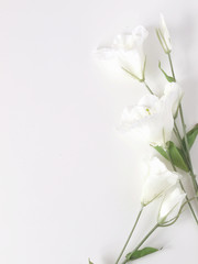 White flowers on white background. Flat lay. Top view. Frame of flowers