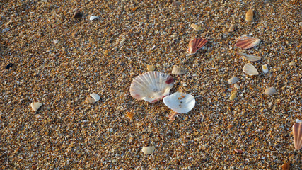 shells on a beach