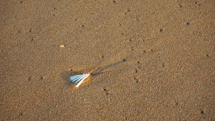 shells on a beach