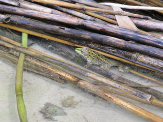 Frog sitting in the reeds on the bank of the pond.