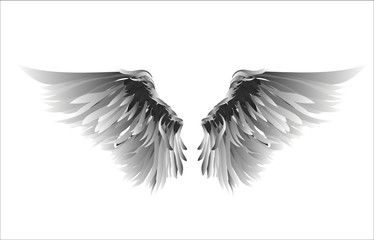 Wings. Vector illustration on white background. silhouette