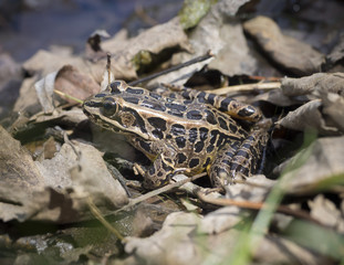 Leopard Frog Hiding by the Water's Edge